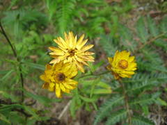 Xerochrysum bracteatum