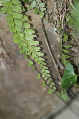Adiantum caudatum