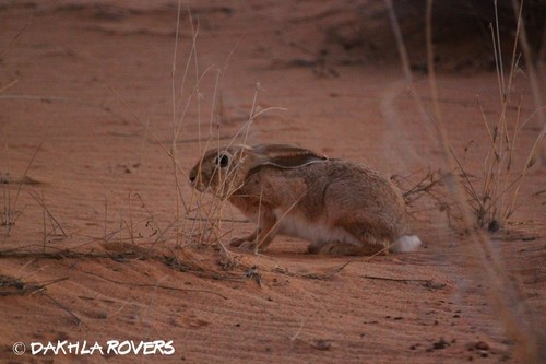 West Sahara hare (Lepus saharae) — Data Deficient Mammalia