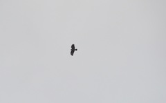 Buteo buteo