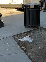 Larus delawarensis