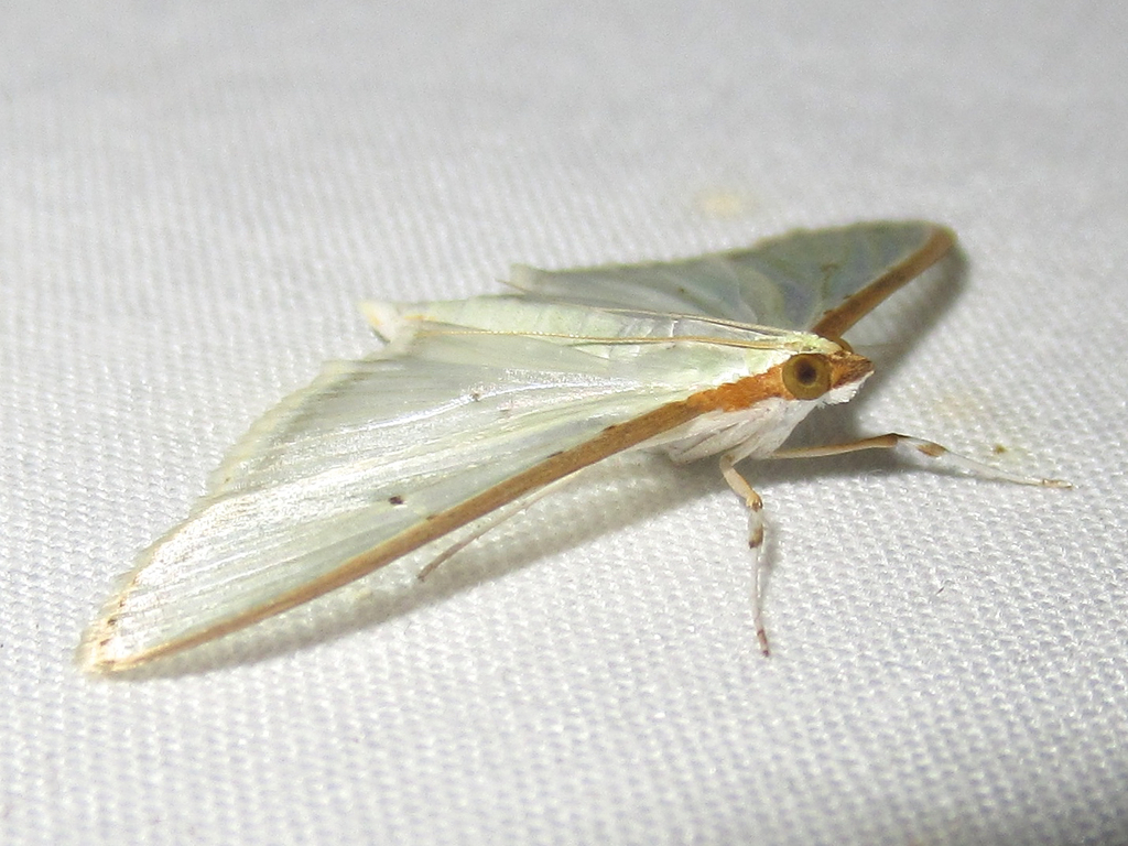 Four-spotted Palpita Moth from Salton Dr., Austin, Travis Co., TX on ...