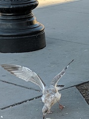 Larus delawarensis