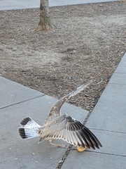 Larus delawarensis