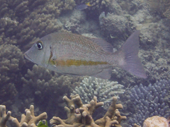 Lethrinus obsoletus