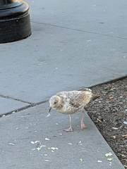 Larus delawarensis