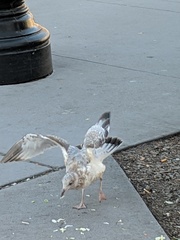 Larus delawarensis