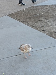 Larus delawarensis