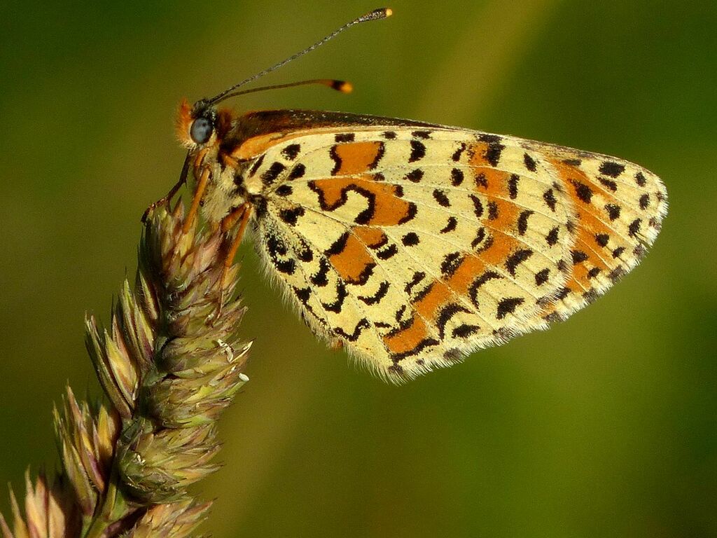 Lesser Spotted Fritillary