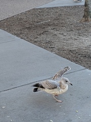 Larus delawarensis