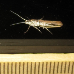 Ypsolopha