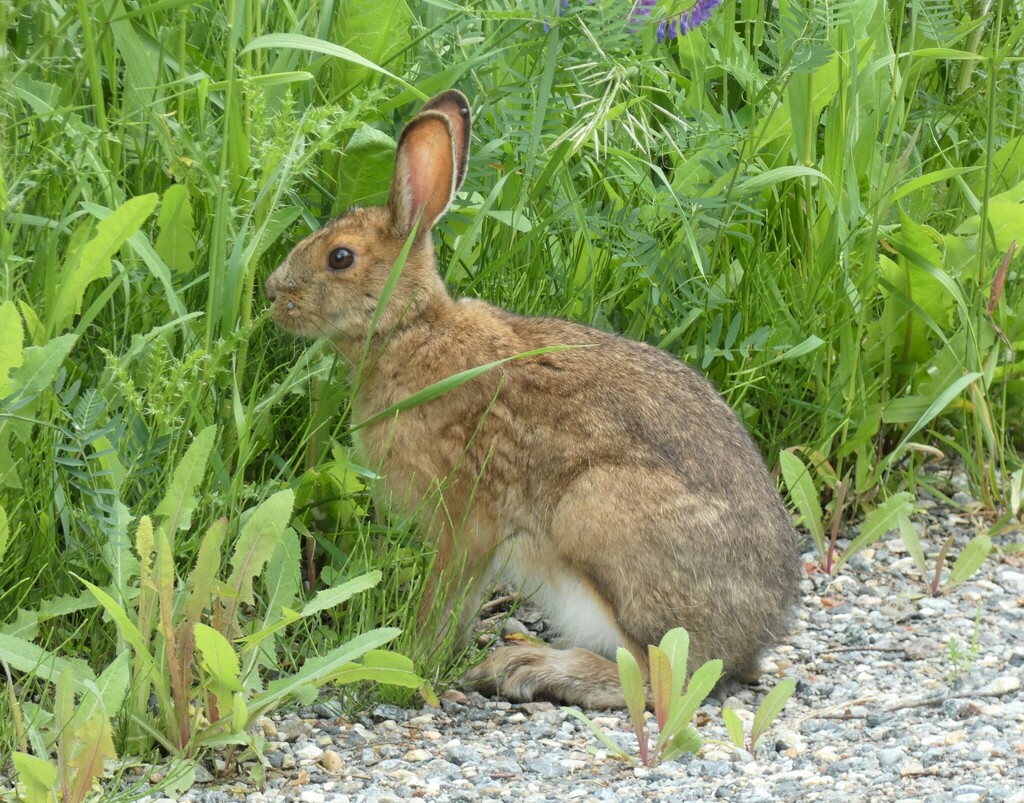 Snowshoe Hare From Fourth Lake Road Frontenac County ON Canada On   Large 