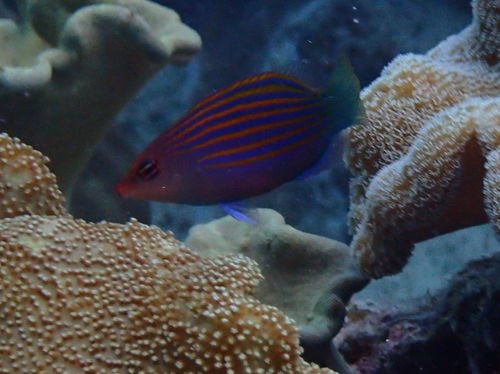 Six-line Wrasse