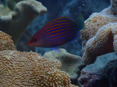 Pseudocheilinus hexataenia