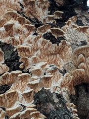 Fungi