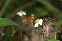 Caltoris cahira austeni