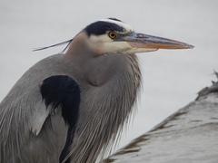 Ardea herodias