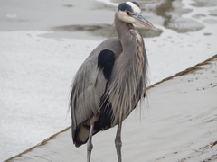 Ardea herodias