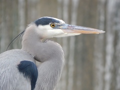 Ardea herodias