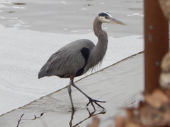 Ardea herodias