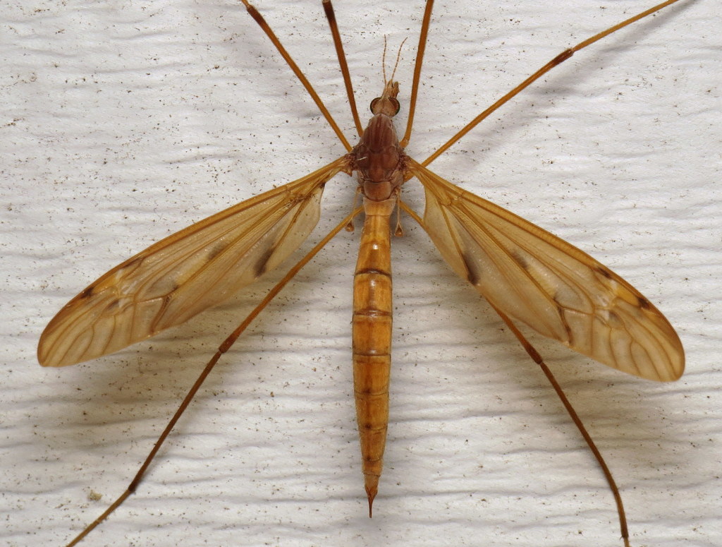 Tipula ultima