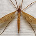 Tipula ultima - Photo (c) Nick Block, some rights reserved (CC BY), uploaded by Nick Block