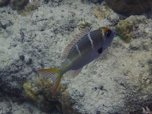 Redfin Emperor