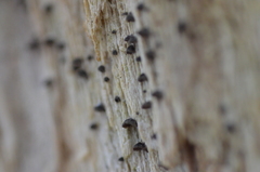 Resupinatus striatulus