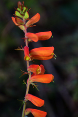 Castilleja tenuifolia