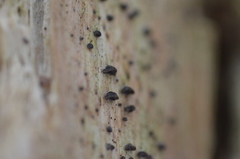 Resupinatus striatulus