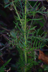 Castilleja tenuifolia