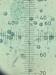 Resupinatus striatulus