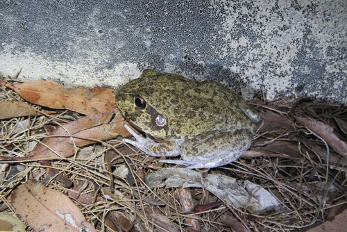 Cyclorana novaehollandiae