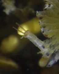 Chaetopteridae