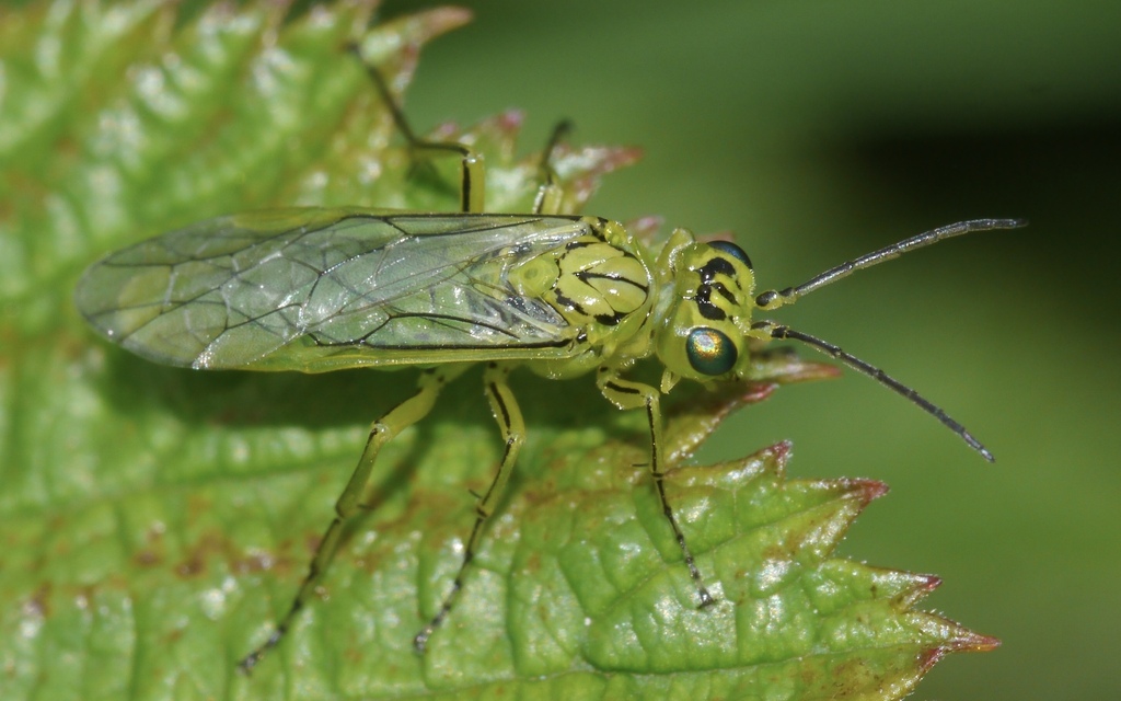Twin-spotted Rhogogaster