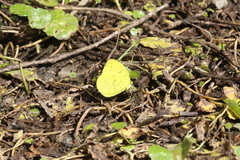 Eurema blanda arsakia