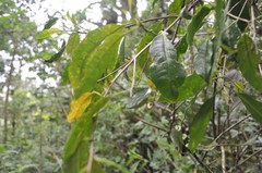 Cestrum guatemalense