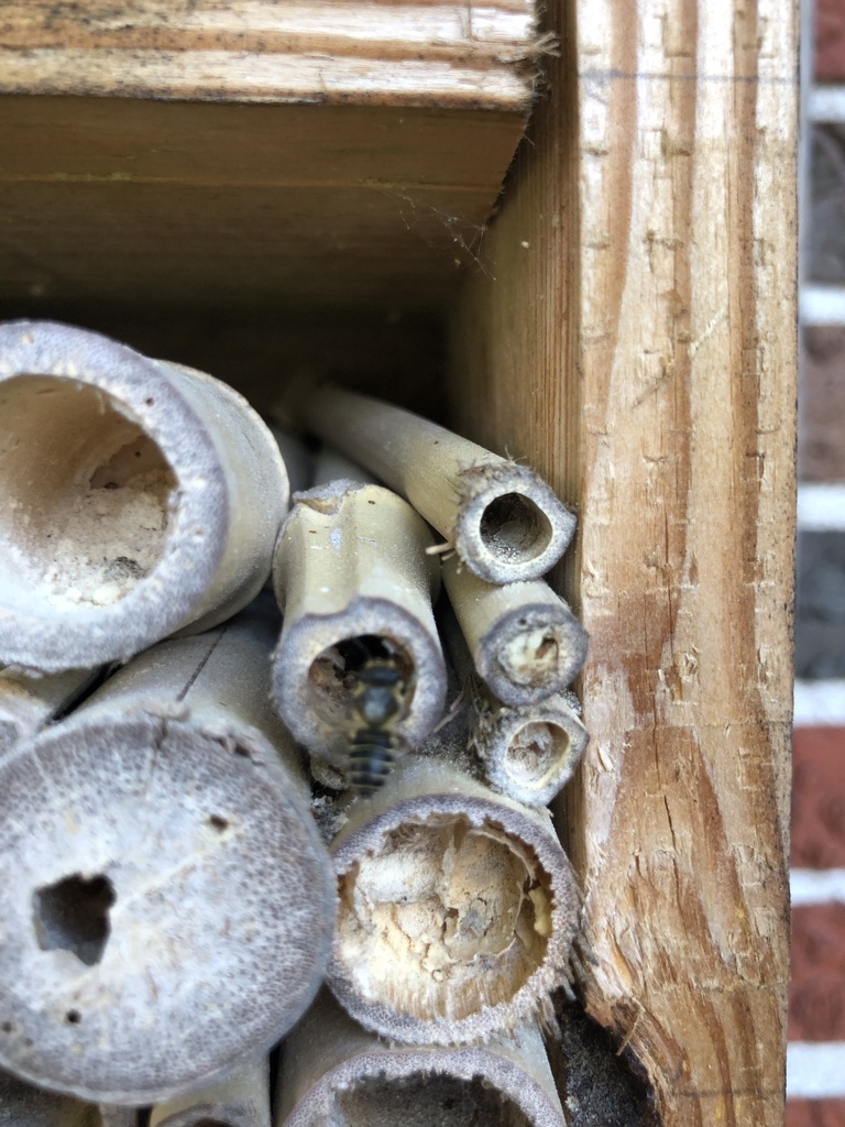 Leafcutter mortar and resin bees from birchview dr florissant mo