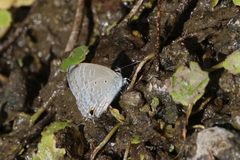 Catochrysops panormus exiguus
