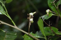 Cestrum guatemalense