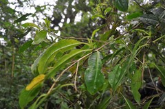 Cestrum guatemalense
