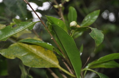 Cestrum guatemalense