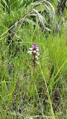Cynorkis ampullacea