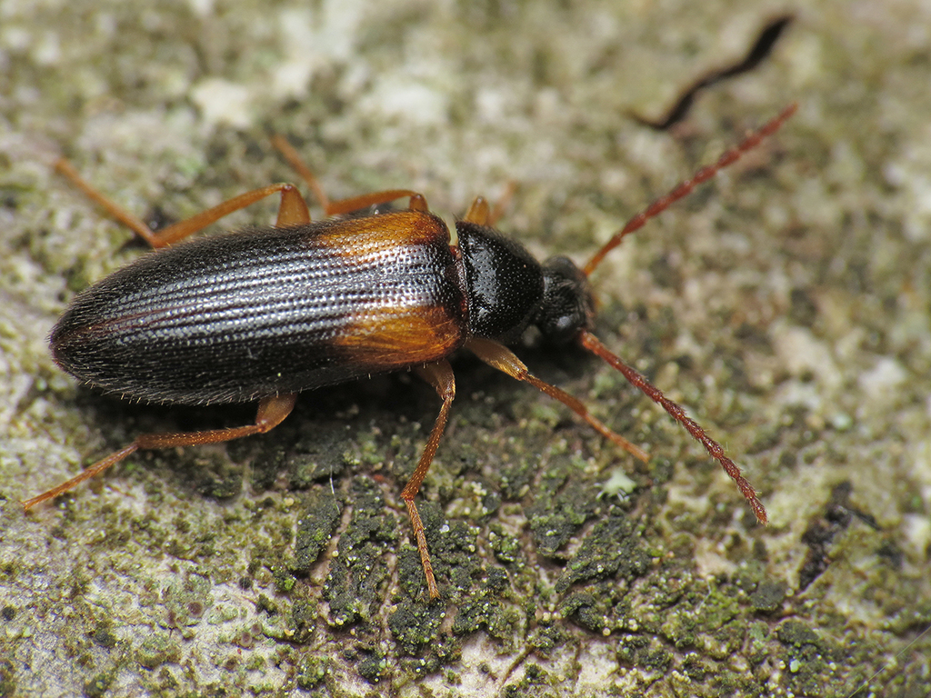 Mycetochara flavipes