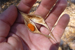 Erythrina vespertilio