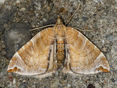 Eulithis molliculata