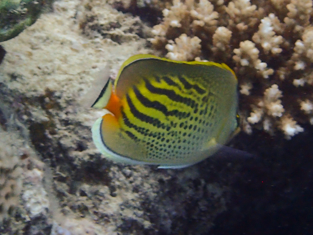 Dot-and-dash Butterflyfish