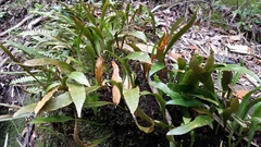 Loxogramme lanceolata