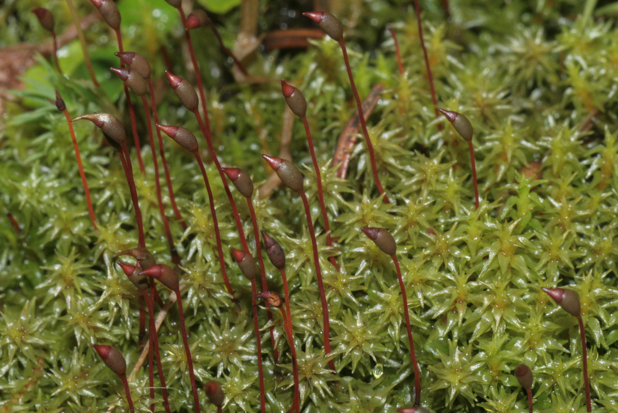 Dichodontium