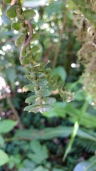 Dichaea muricatoides